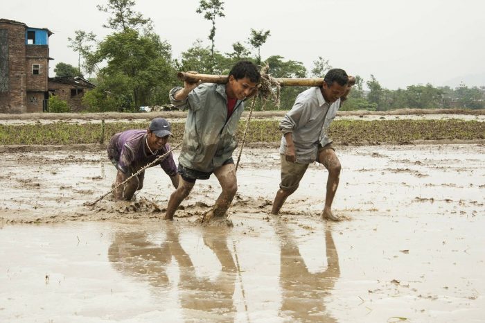 Human Efforts Men At Work Mud Seeding Water Nepal