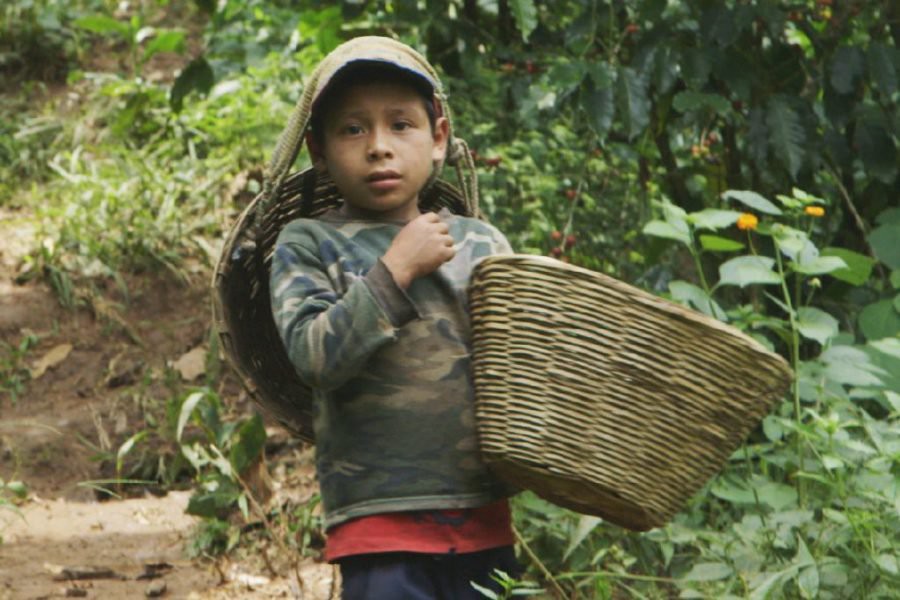 Child and forced labor - The Human Cost of Coffee (Photo: The Weather Channel‏)